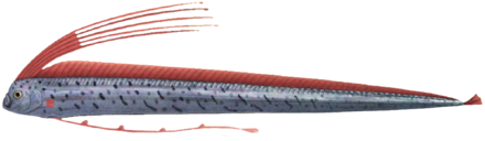 ACNH - Oarfish