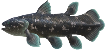 ACNH - Coelacanth