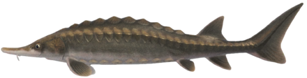 ACNH - Sturgeon