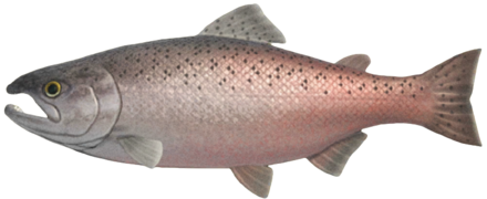 ACNH - King Salmon