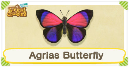 Agrias Butterfly Times