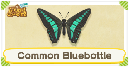 Common Bluebottle Times