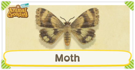 Atlas moth animal deals crossing