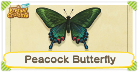 Peacock Butterfly Times