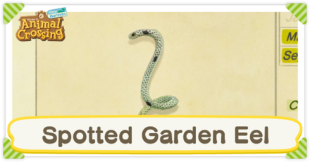 Spotted Garden Eel Times