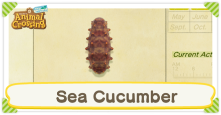Sea Cucumber Times