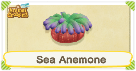 Sea Anemone Times