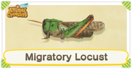 Migratory Locust Times