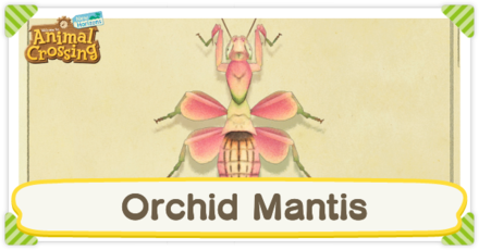 Orchid Mantis Times