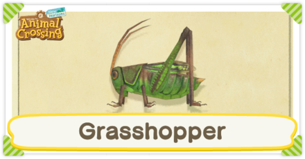 Grasshopper Times