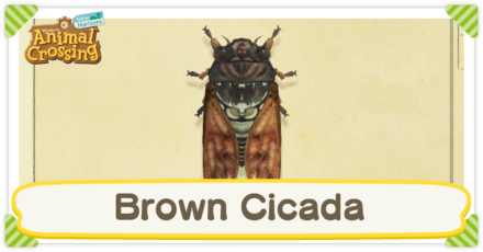 Brown Cicada Times