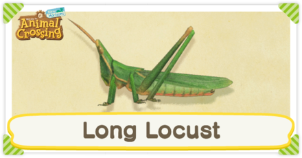Long Locust Times