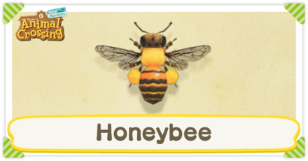 HONEY BEE, Jpop Wiki