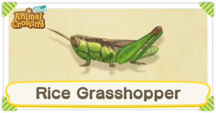 Rice Grasshopper Times