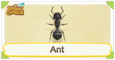 Ant Times
