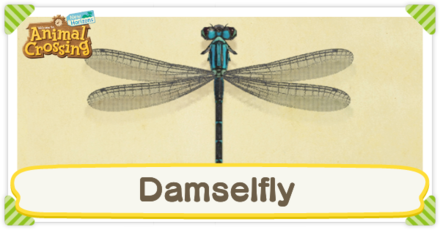 Damselfly Times