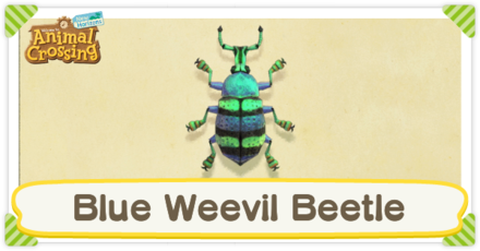 Blue Weevil Beetle Times