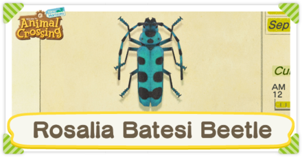 Rosalia Batesi Beetle Times