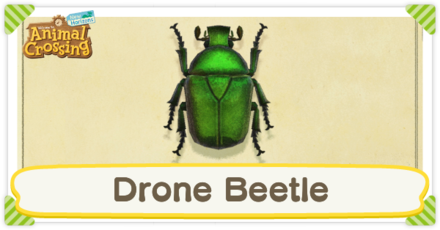 Drone Beetle Times