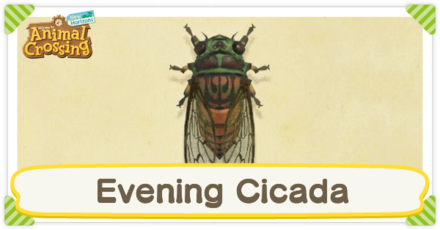Evening Cicada Times