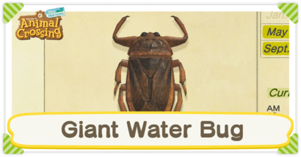 Giant Water Bug Times