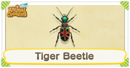 Tiger Beetle Times
