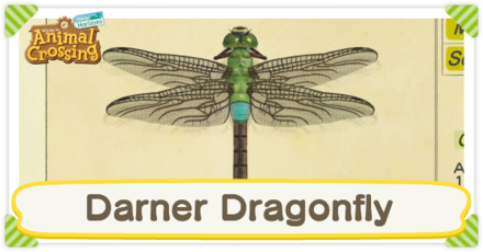 Darner Dragonfly Times