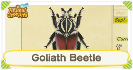 Goliath Beetle Times