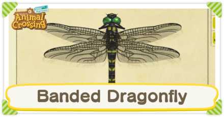 Banded Dragonfly Times