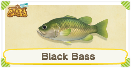 ACNH Black Bass Times and Price