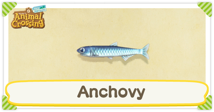 ACNH Anchovy Times and Price