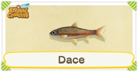 ACNH Dace Times and Price