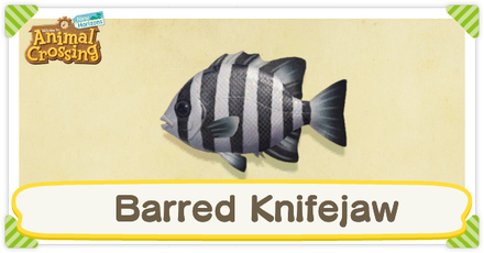 ACNH Barred Knifejaw Times and Price