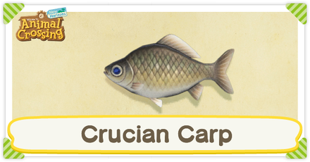 ACNH Crucian Carp Times and Price