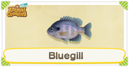 ACNH Bluegill Times and Price