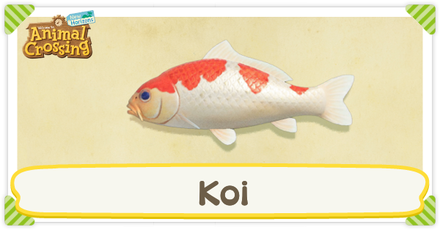 ACNH Koi Times and Price