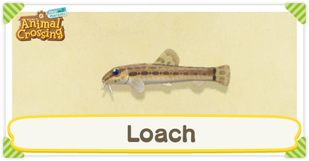 ACNH Loach Times and Price