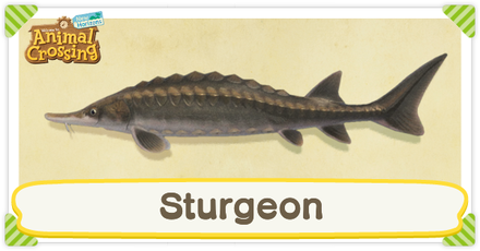 ACNH Sturgeon Times and Price