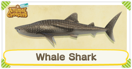 ACNH Whale Shark Times and Price