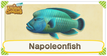 ACNH Napoleonfish Times and Price