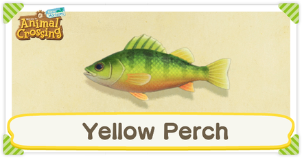 ACNH Yellow Perch Times and Price