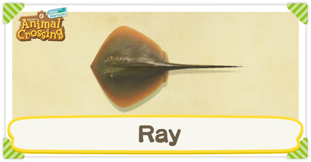 ACNH Ray Times and Price