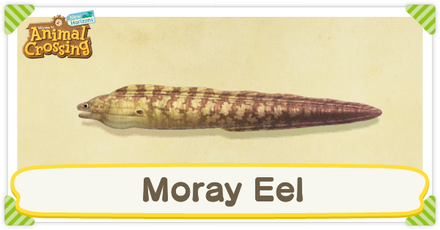 ACNH Moray Eel Times and Price