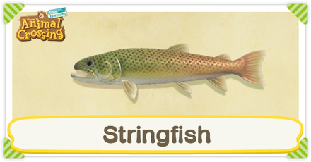 ACNH Stringfish Times and Price