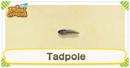 ACNH Tadpole Times and Price