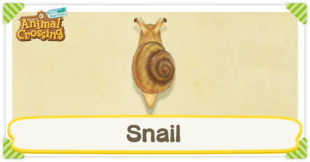 Snail Times and How to Catch  Animal Crossing: New Horizons