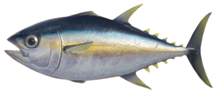 Tuna Image