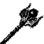 Life Staff Icon