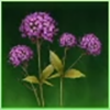 Verbena Flower Icon