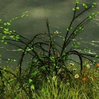 Briar Branches Image